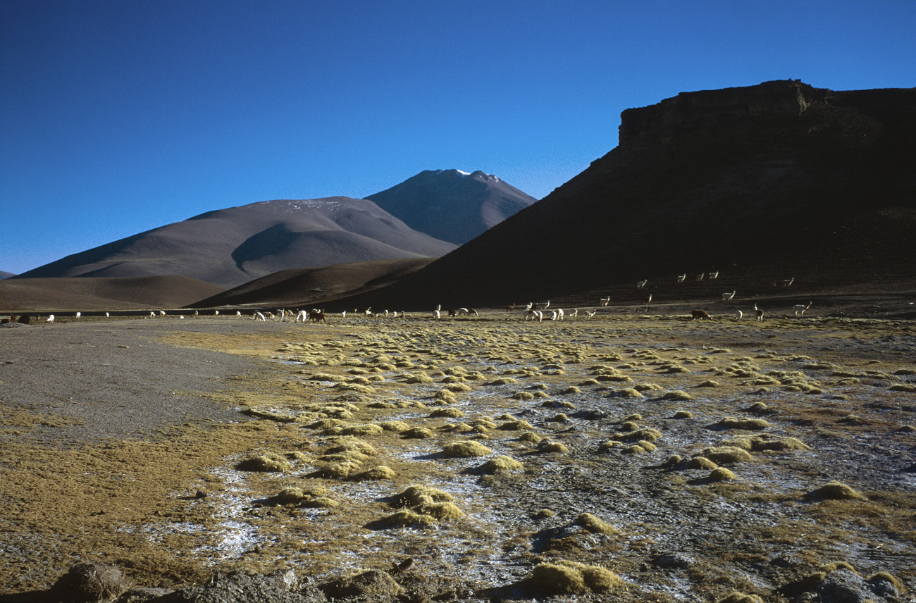 chi_6_01 quetena lamas 2.jpg - Nord Lipez Quetena crépuscule à Quetena